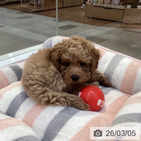 愛知県のトイプードル(トイ) (ペットプラス 豊田店/2025年12月26日生まれ/女の子/アプリコット)の子犬の4枚目の画像