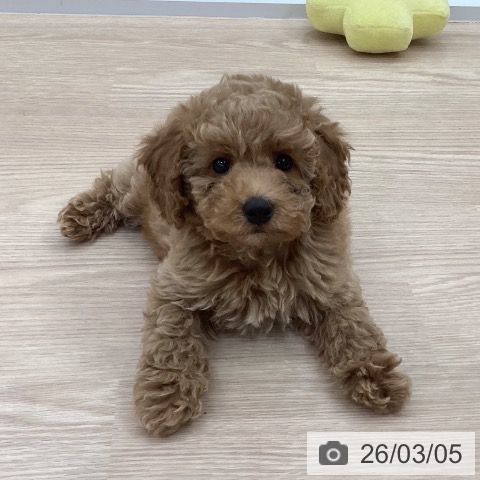 愛知県のトイプードル(トイ) (ペットプラス 豊田店/2025年12月26日生まれ/女の子/アプリコット)の子犬の3枚目の画像