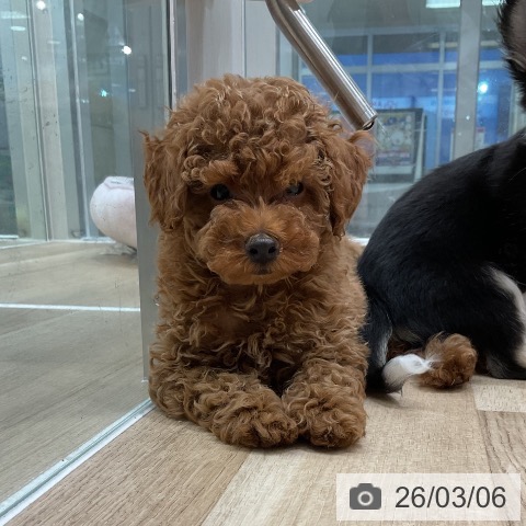 愛知県のトイプードル(トイ) (ペットプラス 熱田店/2025年12月28日生まれ/男の子/レッド)の子犬の3枚目の画像