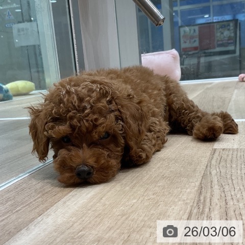 愛知県のトイプードル(トイ) (ペットプラス 熱田店/2025年12月28日生まれ/男の子/レッド)の子犬の3枚目の画像