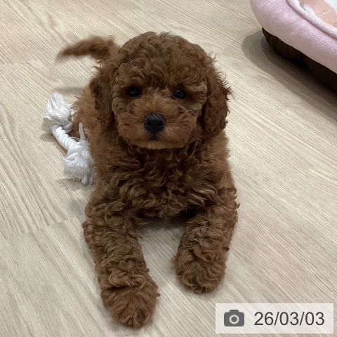 愛知県のトイプードル(トイ) (ペットプラス イオンモール長久手店/2025年12月28日生まれ/女の子/レッド)の子犬の3枚目の画像