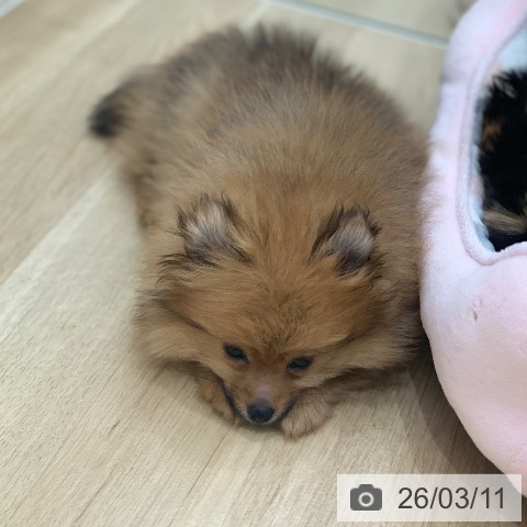 岐阜県のポメラニアン (ペットプラス 光ケ丘店/2025年12月25日生まれ/男の子/オレンジセーブル)の子犬の4枚目の画像
