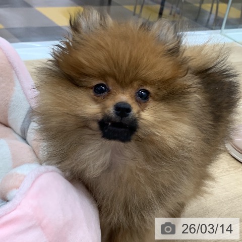 岐阜県のポメラニアン (ペットプラス 光ケ丘店/2025年12月25日生まれ/男の子/オレンジセーブル)の子犬の3枚目の画像
