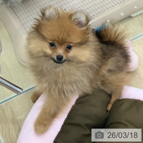 岐阜県のポメラニアン (ペットプラス 光ケ丘店/2025年12月25日生まれ/男の子/オレンジセーブル)の子犬の3枚目の画像