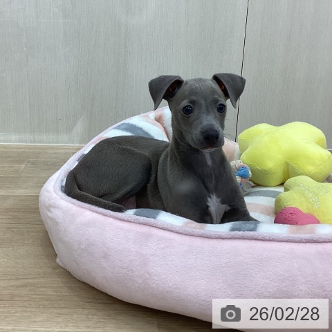 愛知県のイタリアングレーハウンド (ペットプラス 千音寺店/2025年12月27日生まれ/男の子/ブルーフォーンホワイトマーキングス)の子犬の4枚目の画像