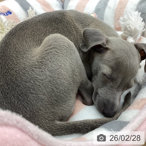 愛知県のイタリアングレーハウンド (ペットプラス 千音寺店/2025年12月27日生まれ/男の子/ブルーフォーンホワイトマーキングス)の子犬の3枚目の画像