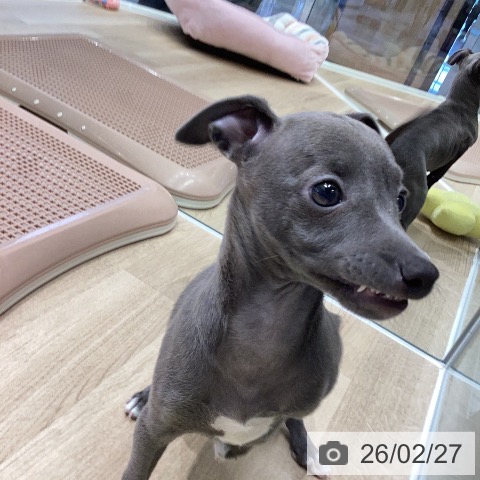 イタリアン・グレーハウンドの写真