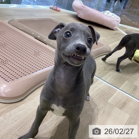 イタリアン・グレーハウンドの写真