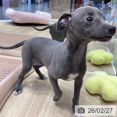 イタリアン・グレーハウンドの写真