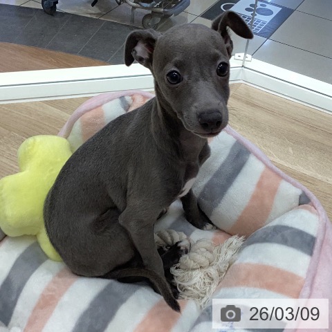 岐阜県のイタリアングレーハウンド (ペットプラス 各務原店/2025年12月27日生まれ/女の子/ブルーホワイトマーキングス)の子犬の3枚目の画像