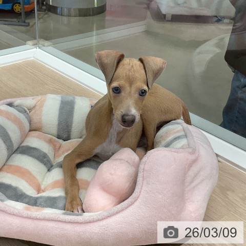 福井県のイタリアングレーハウンド (ペットプラス 福井店/2025年12月25日生まれ/男の子/ブルーフォーンホワイトマーキングス)の子犬の3枚目の画像