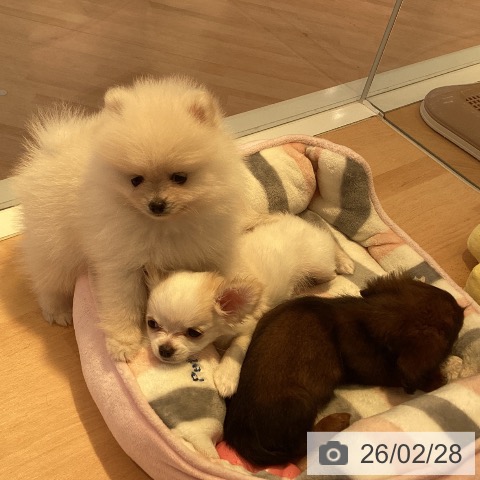 ポメラニアンの写真