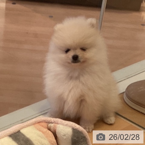 ポメラニアンの写真