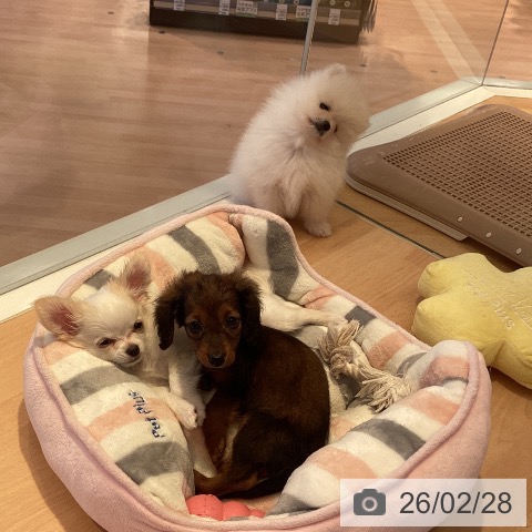 ポメラニアンの写真