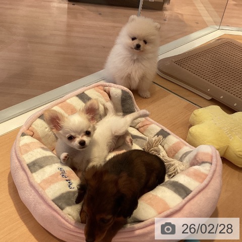 ポメラニアンの写真