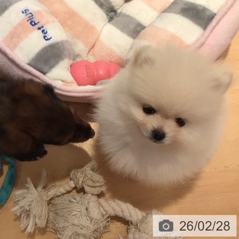 ポメラニアンの写真