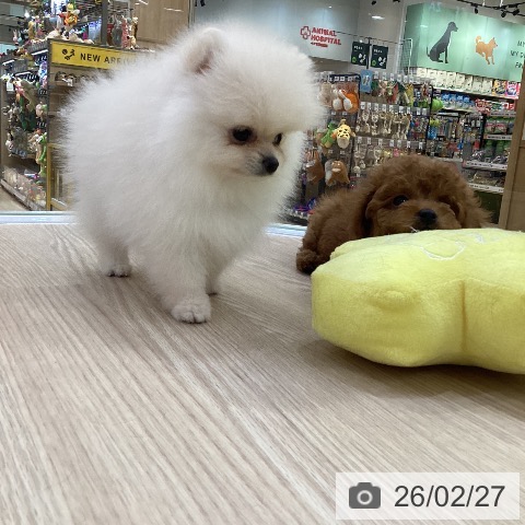 ポメラニアンの写真