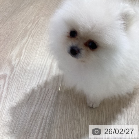 ポメラニアンの写真