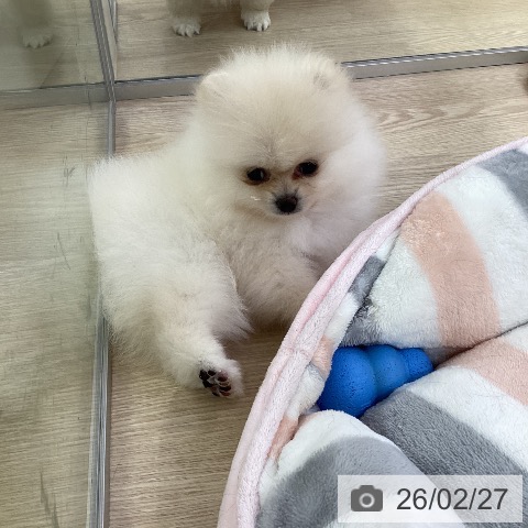 ポメラニアンの写真