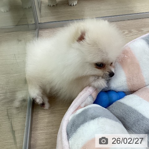 ポメラニアンの写真