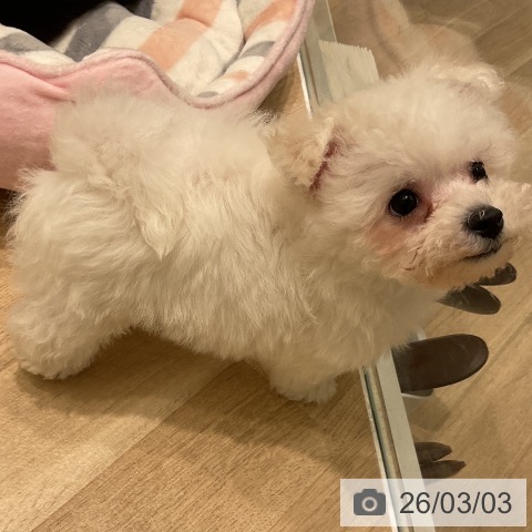 ビション・フリーゼの写真