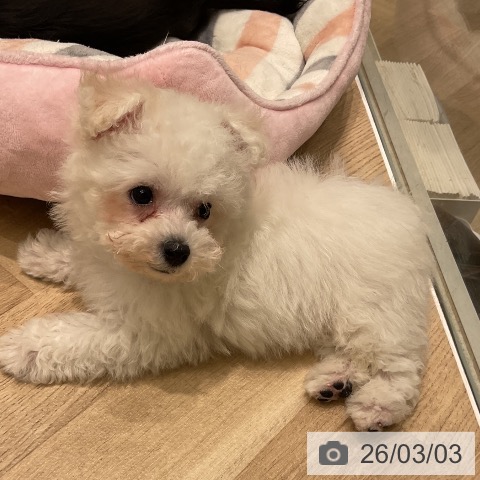 ビション・フリーゼの写真