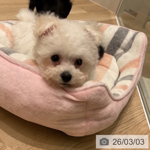 ビション・フリーゼの写真