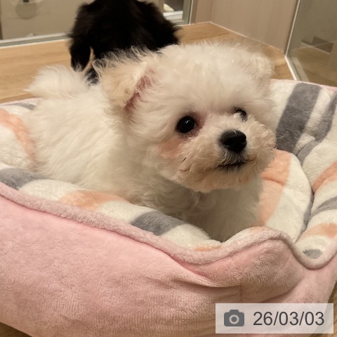 ビション・フリーゼの写真