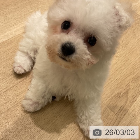 ビション・フリーゼの写真