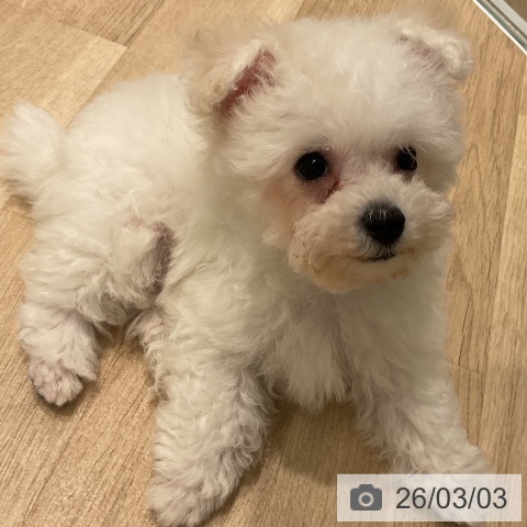 ビション・フリーゼの写真