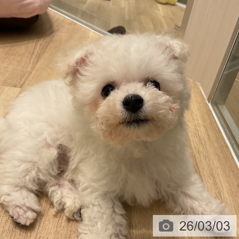 ビション・フリーゼの写真