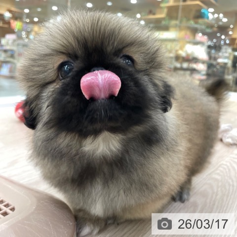 愛知県のペキニーズ (ペットプラス 豊田店/2025年12月25日生まれ/男の子/フォーン)の子犬の4枚目の画像