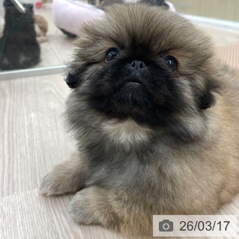 愛知県のペキニーズ (ペットプラス 豊田店/2025年12月25日生まれ/男の子/フォーン)の子犬の3枚目の画像