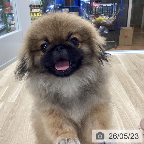 愛知県のペキニーズ (ペットプラス 豊橋牧野店/2025年12月25日生まれ/男の子/フォーン)の子犬の3枚目の画像