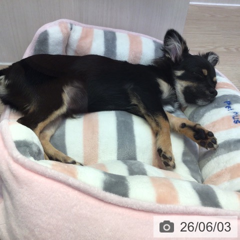 富山県のチワワ(ロング) (ペットプラス となみ店/2025年12月29日生まれ/男の子/ブラックタン)の子犬の4枚目の画像