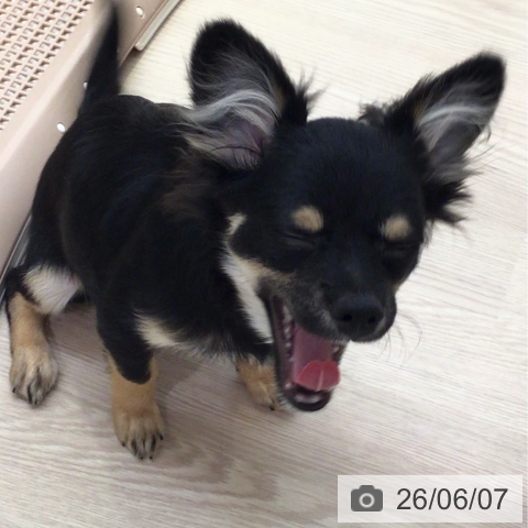 チワワの写真