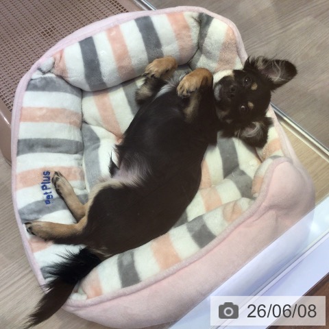 チワワの写真