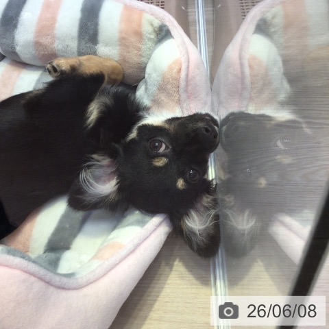チワワの写真