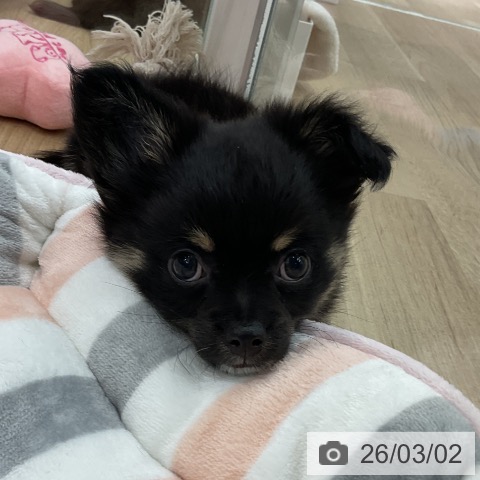 愛知県のチワワ(ロング) (ペットプラス イオンモール豊川店/2025年12月29日生まれ/男の子/ブラックタン)の子犬の3枚目の画像
