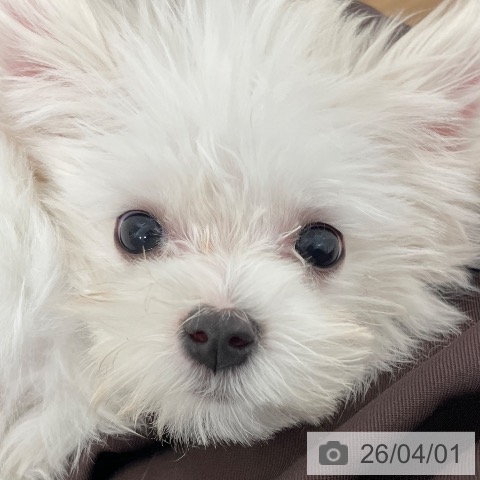 マルチーズの写真