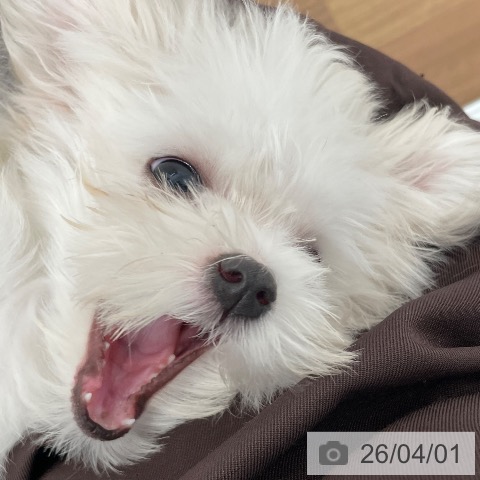 マルチーズの写真