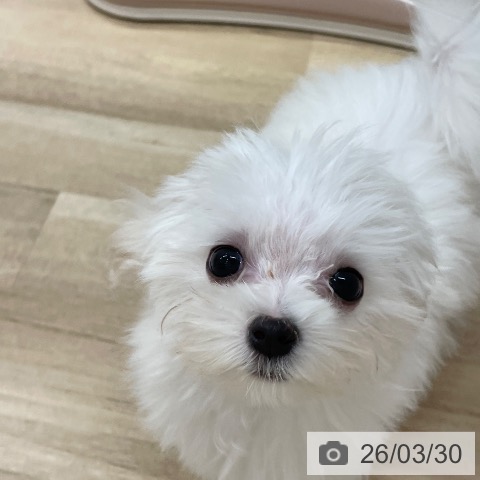 マルチーズの写真