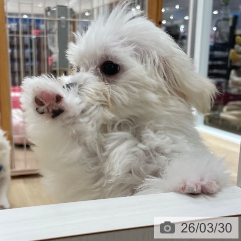 マルチーズの写真