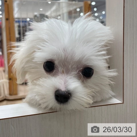 マルチーズの写真