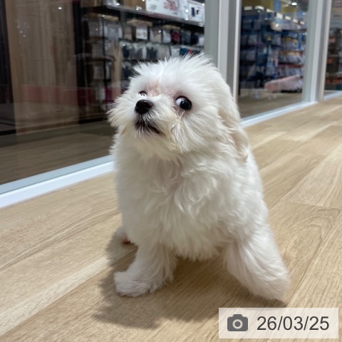 マルチーズの写真
