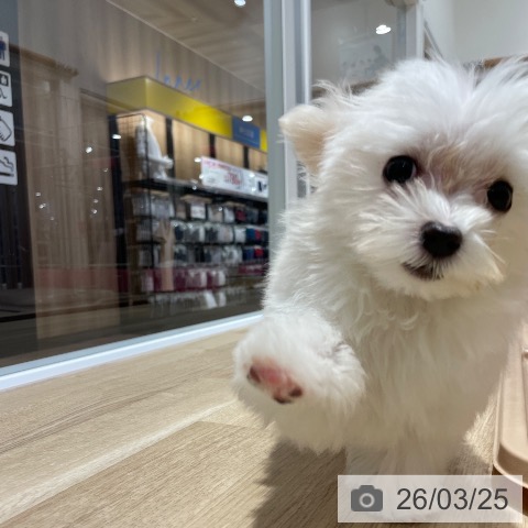 マルチーズの写真