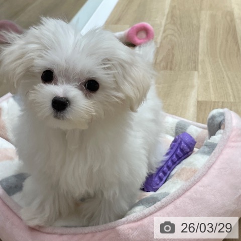 マルチーズの写真