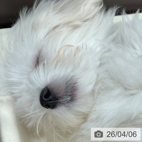 マルチーズの写真