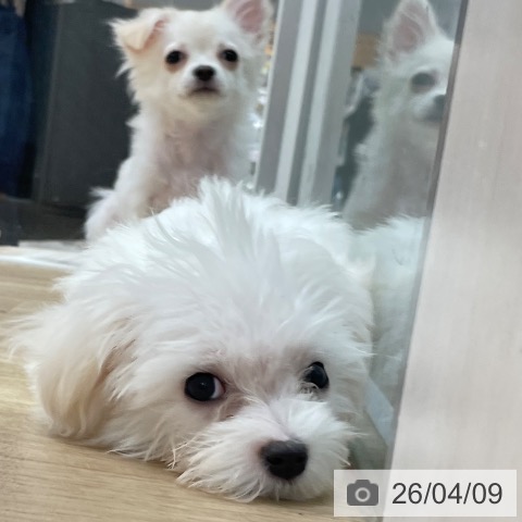 マルチーズの写真