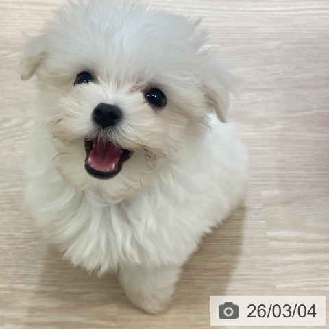 マルチーズの写真